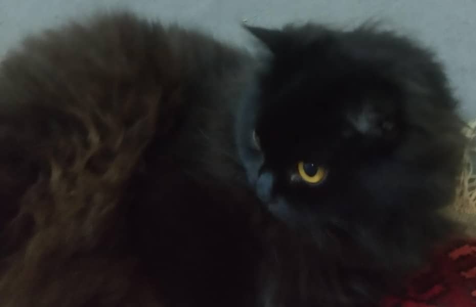 Persian cat 4