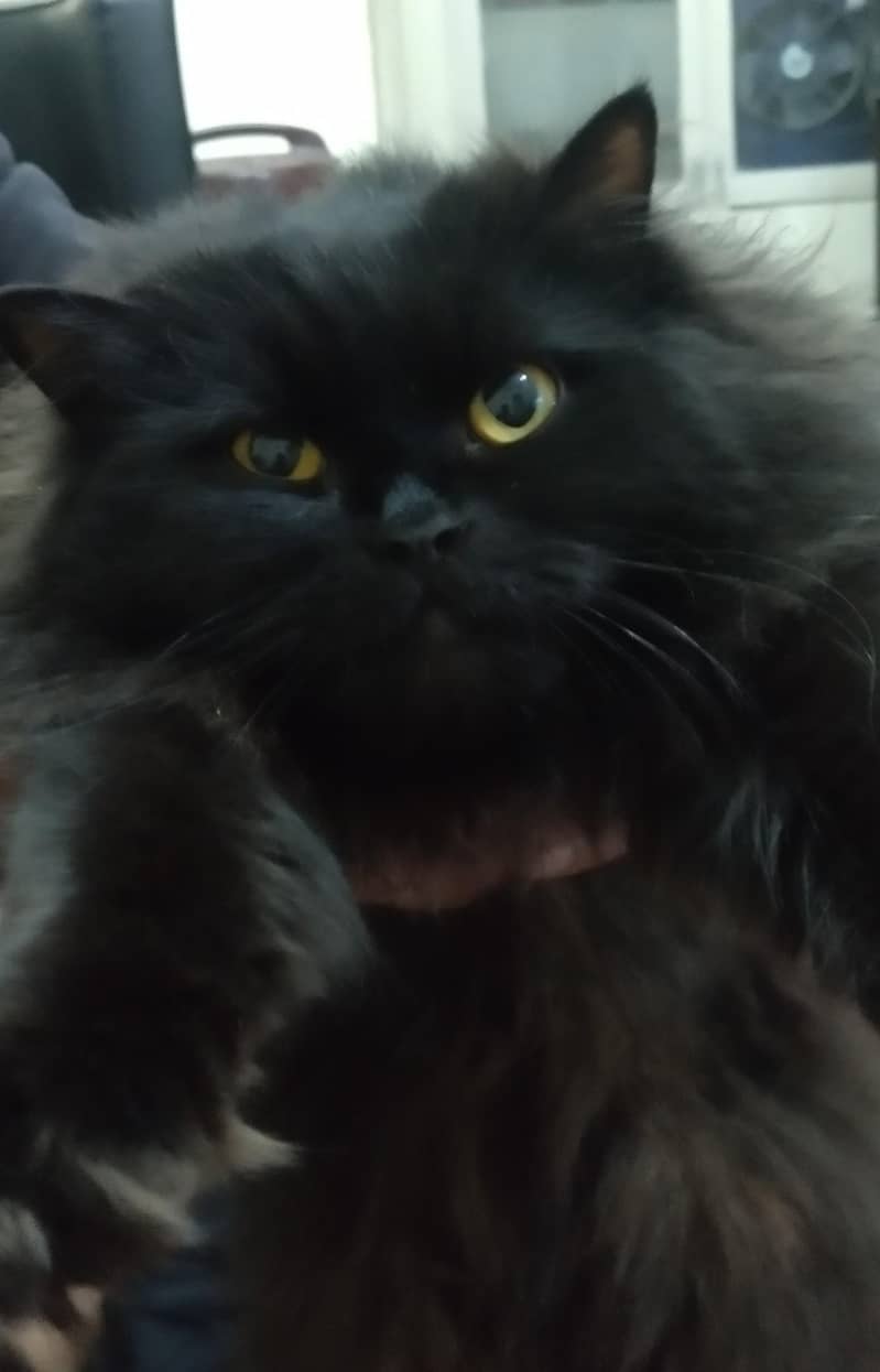 Persian cat 5