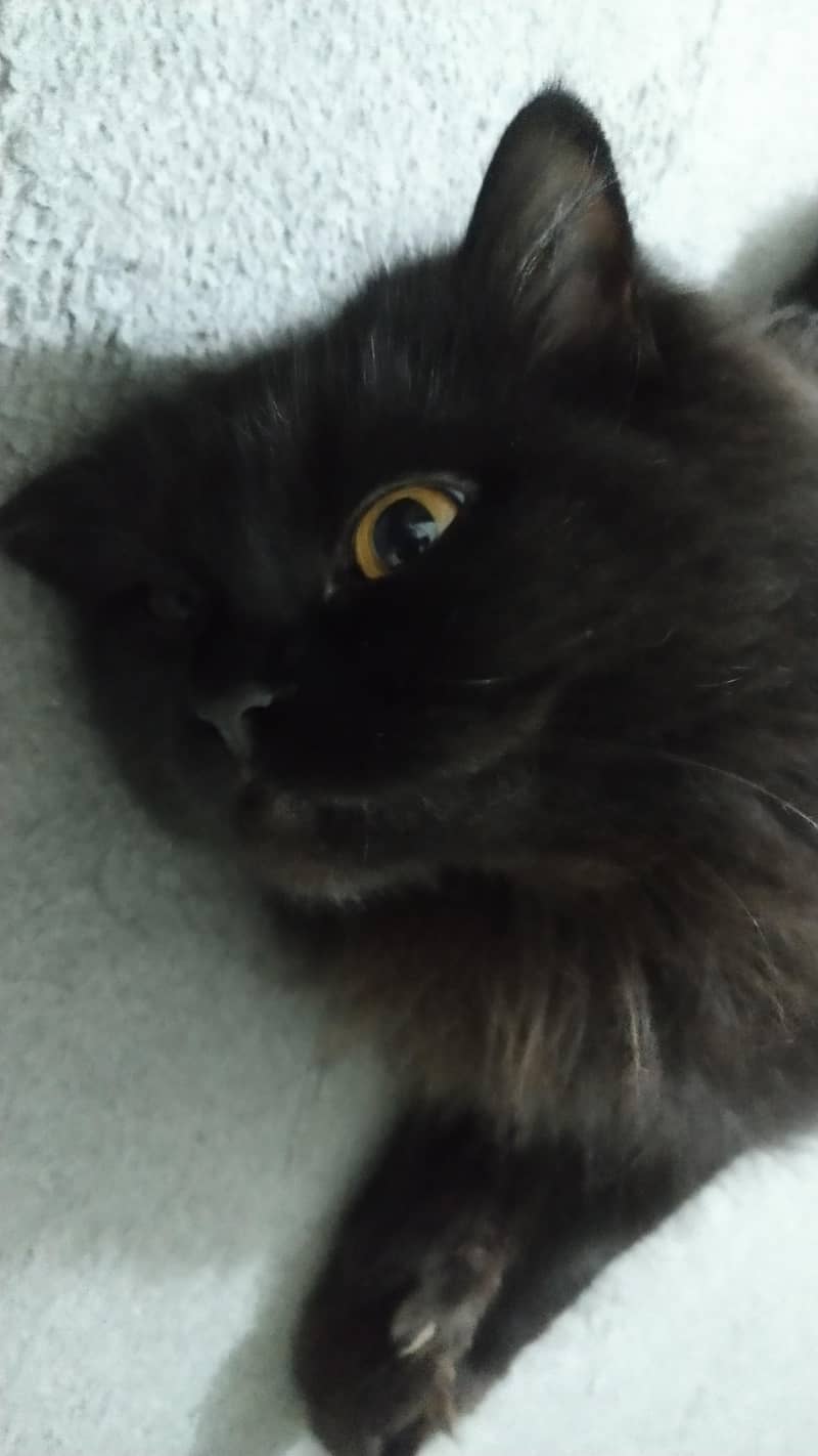 Persian cat 6