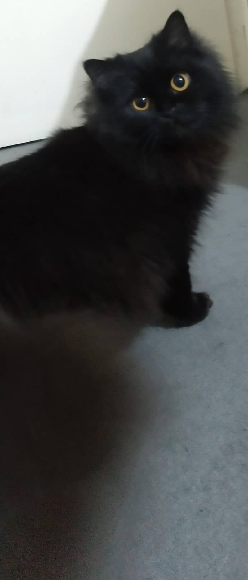 Persian cat 8