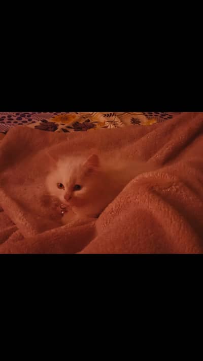 White Persian Male Kitten with travel box