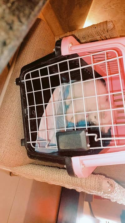 White Persian Male Kitten with travel box