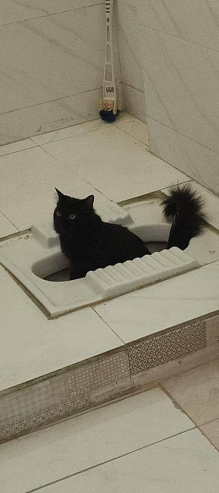 Persian cat 7
