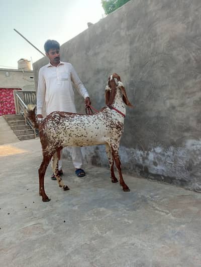 pure makhi cheeni goat