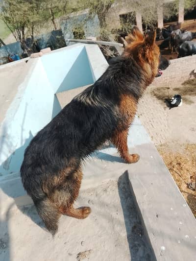 German shepherd female