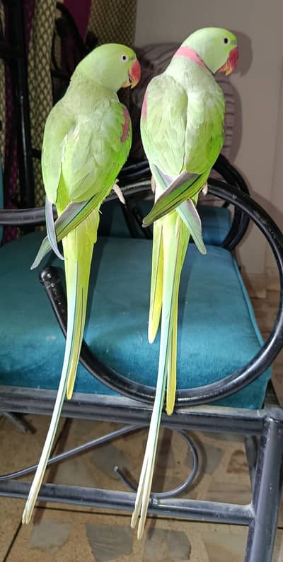 Breeder Handtame Talking Raw Parrot Pair for Sale Contact 03362838259