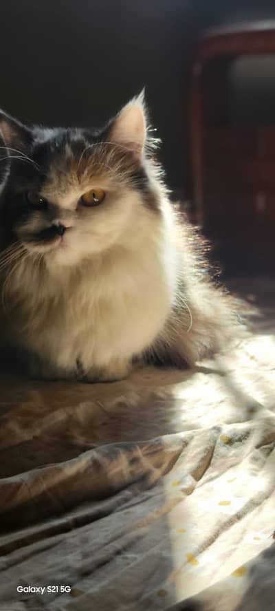 Persian doll face Female cat