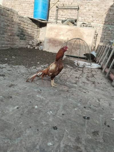 aseel high quality murga for sale