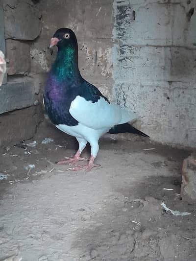 sale Israeli pigeon