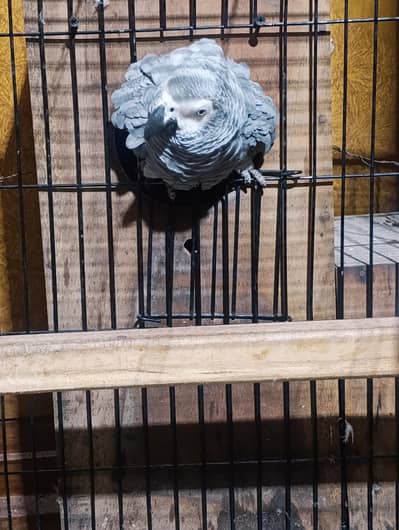 African gry Bolny wala hath pr Bethany wala Pair