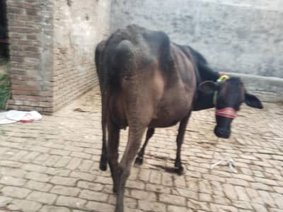 cow pure jersey or ferzion 03459752637