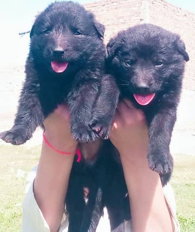 black shepherd pair  2 mahnt for sale active and healthy