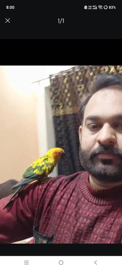 suncnoure Full Hand Tamed parrot for sale(zero bite)