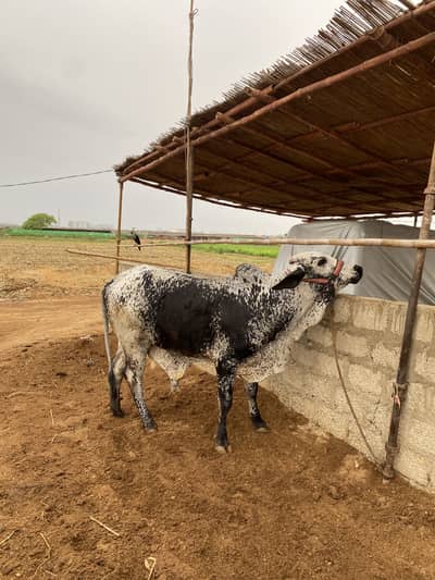 Fresh 2 dant 2026 Qurbani naak jhalar bharpur hai