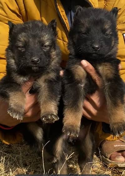 German shepherd long cout pair for sale active and healthy available