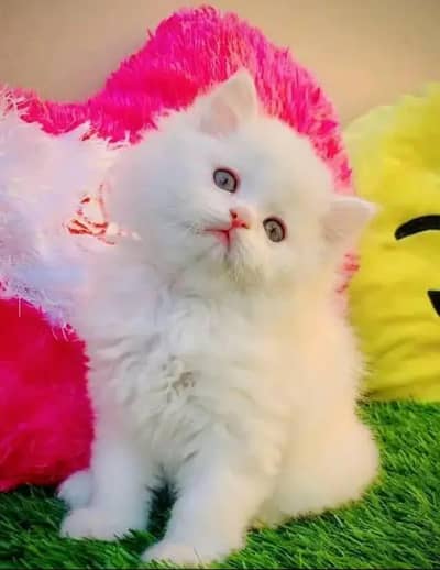 Persian Beautiful  cat