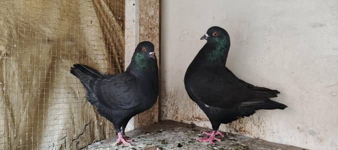 frnch modina breeder pair 03191079455 what's app