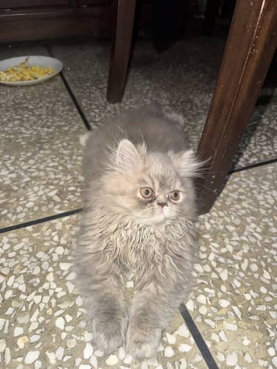 Grey Persian Female Kittens