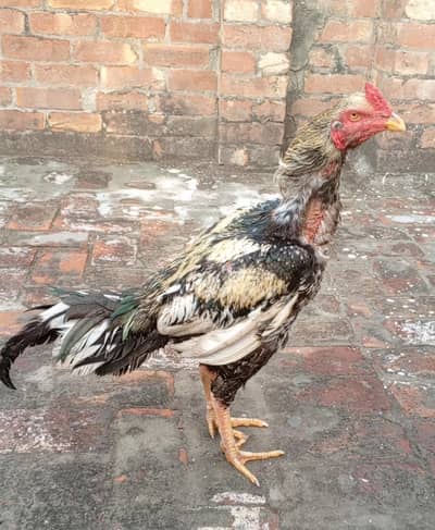 Aseel Patha, Java Aseel,  Whap: 0315-7330.866