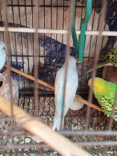 Two Cages and 8 budgies