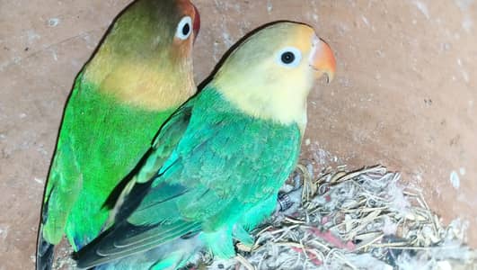 Fisher+parblue pair for sale and Blue opline+parsnatta pair breeder pa