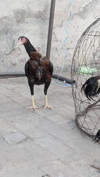 Aseel pathiya available home breed Kamaliya breed 03227167270