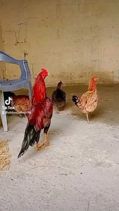 beautifull lakhha roaster