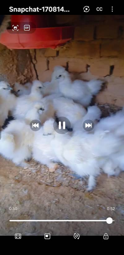 white silkie chicks