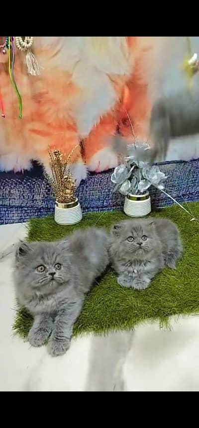Quality Persian Punch face cat & kitten is 03233614642 WhatsApp