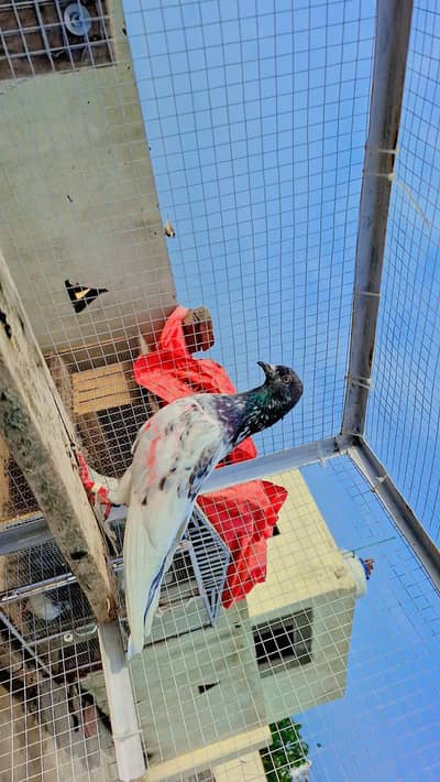 LaaL dagoun main sy hia