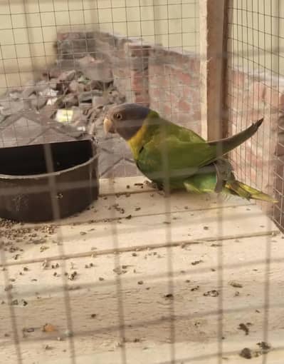 Green Parrot for sale | Reasonable prize