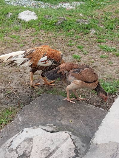 Aseel mianwali coco colour pair