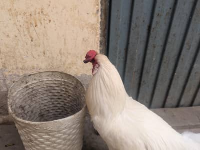 Safed Aseel Mix Murgha 