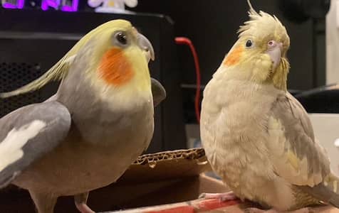 Hand tamed cocktail pair