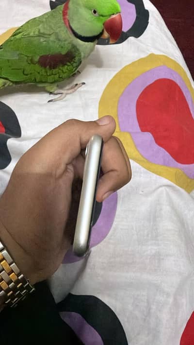 iphone 11 128gb  dual pta