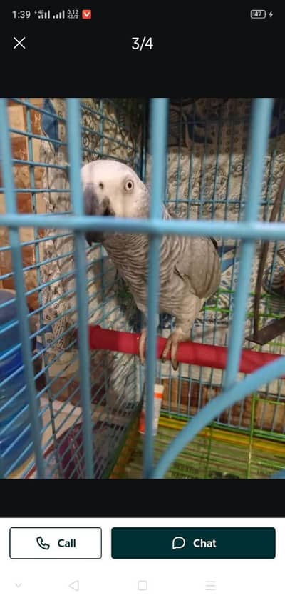 African gray parrot