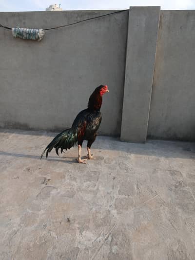 Kala Nawab murga for sale