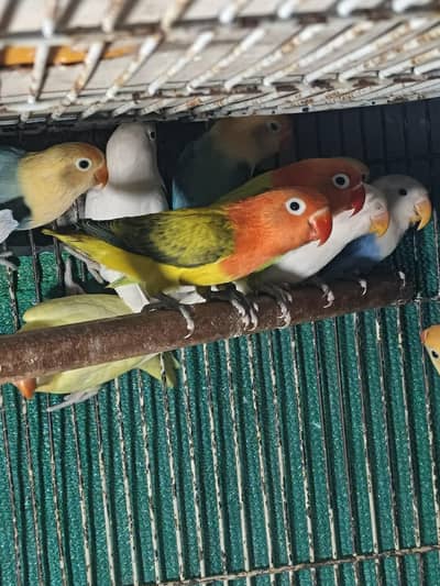 Love Birds Pathay and Adult and Breeder Pieces