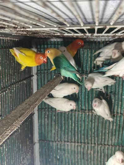 Love Birds Adult and Breeder Pieces