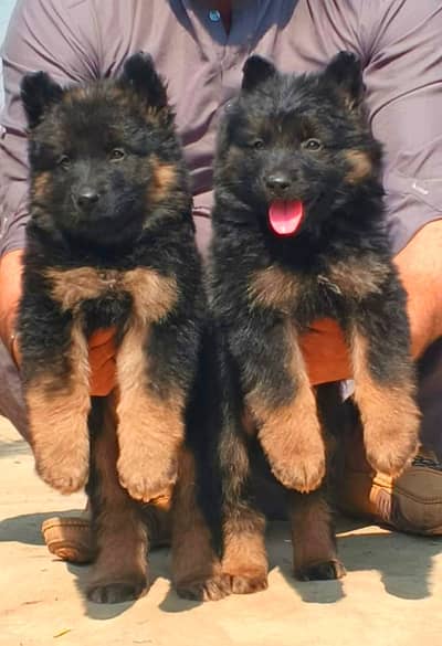 German Shepherd | German Shepherd Triple coated Puppy  For Sale | GSD