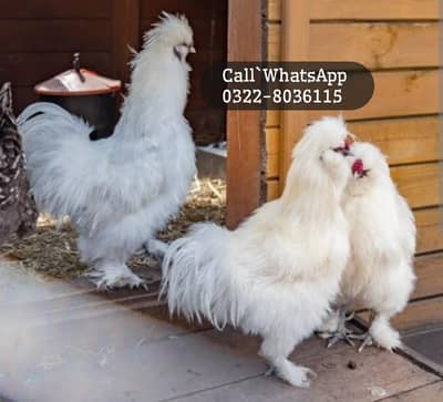 white silky fancy hens for sale
