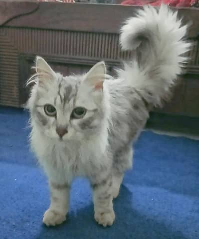 Persian cat For Sale