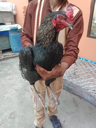 aseel chicks for sale