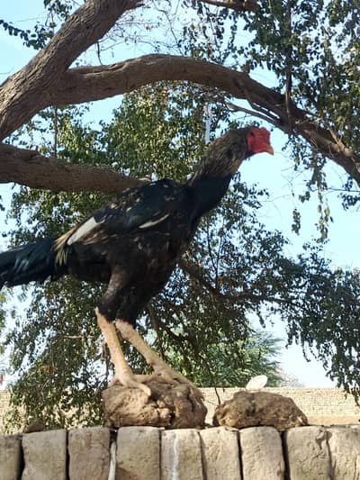 Pure Aseel Whatsapp 03174390523