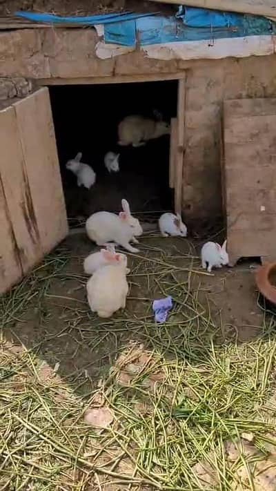 rabbits Babys Rabbits Bunnies babies red eyes white color