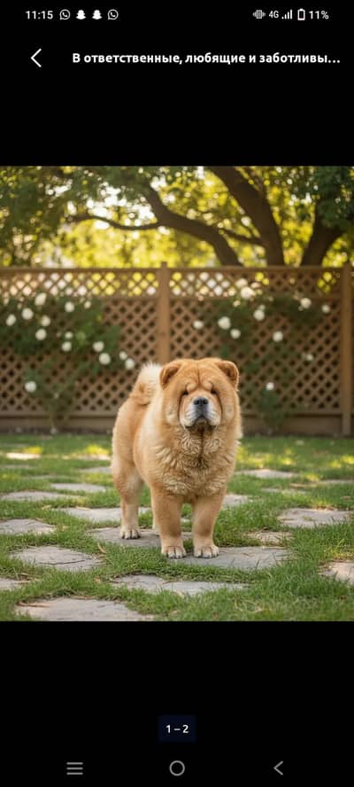 All imported Dog available