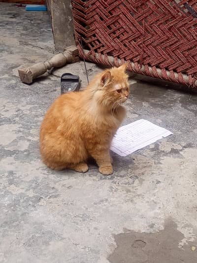 Persian cat female for sale yellow eyes