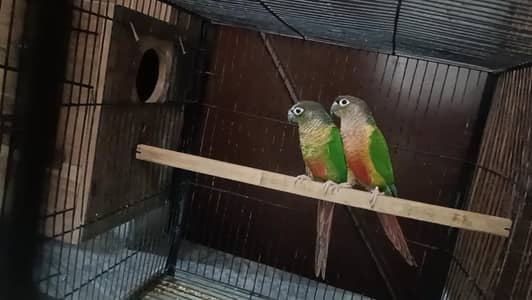 Pineapple conure yellow sided high red factor