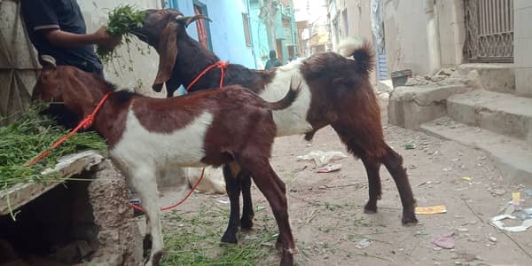 Bakra 2 dant jori