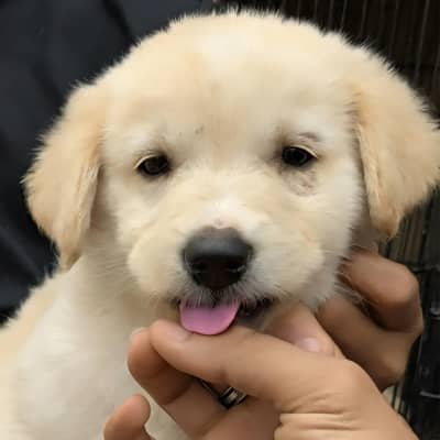 URGENT SELLING - Quality Golden Retriever Puppy - 100% Healthy